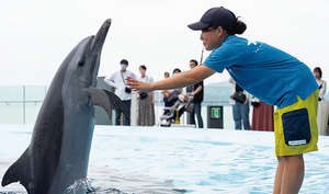 大阪eco動物海洋専門学校 動物 海洋学科 ドルフィントレーナー専攻 コレカラ進路 Jp