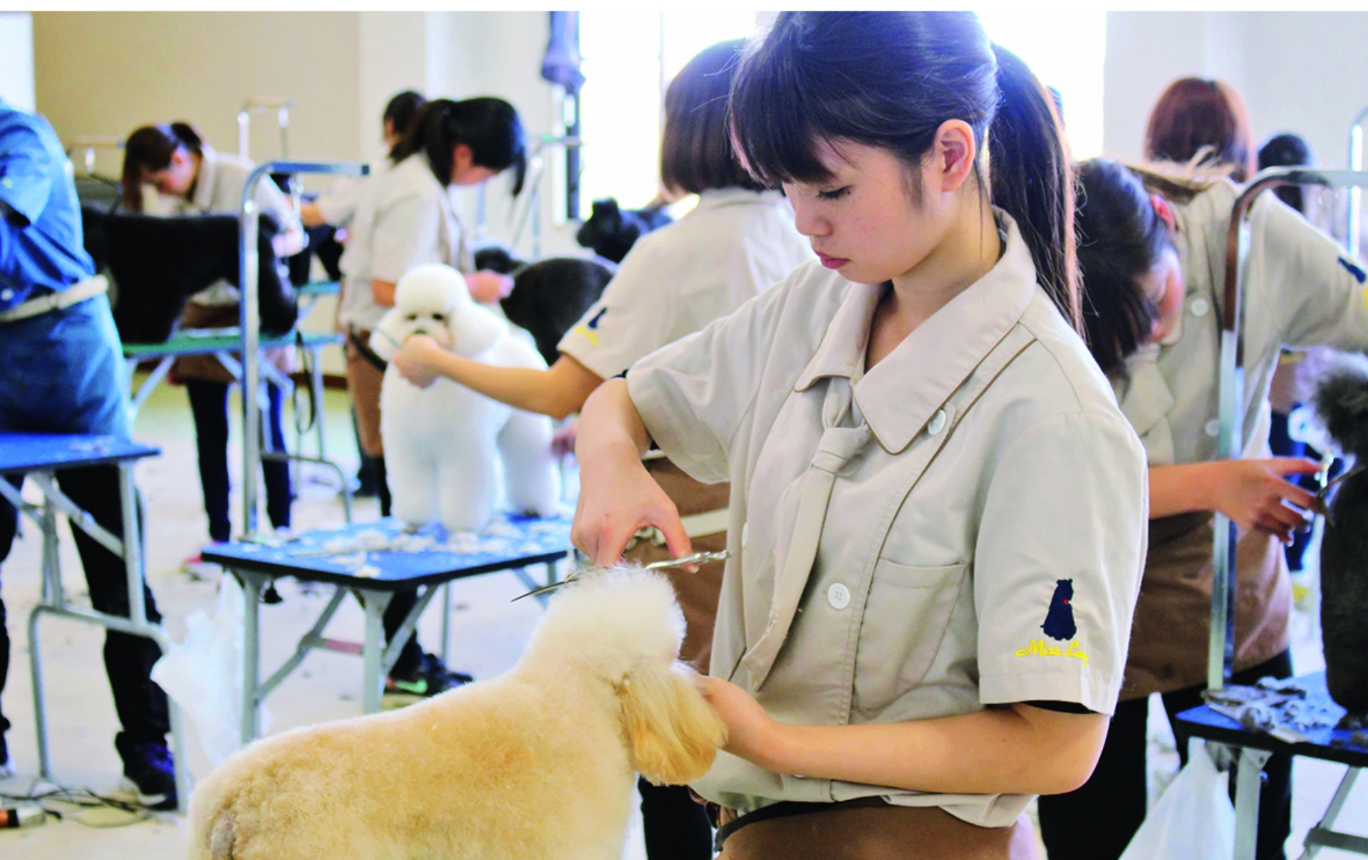 アジア動物ペットスタイリスト専門学校