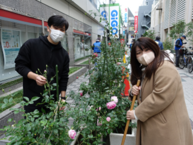 バラ栽培ボランティアの様子