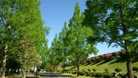 自然豊かできれいな環境が本校の自慢の一つです。春から夏にかけては、緑が美しいです。