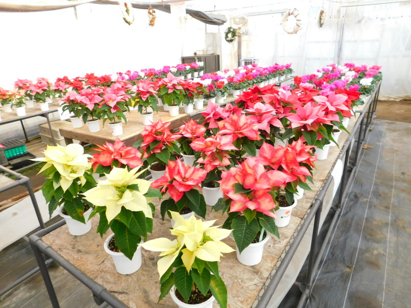学生が育てたポインセチア。日照時間の調整で色が変わる！