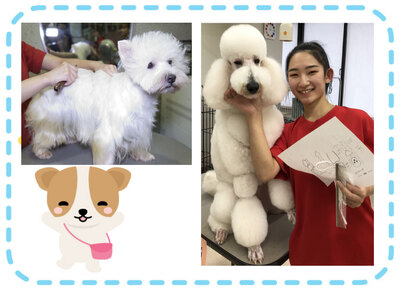 ファーストドッググルーミングスクール