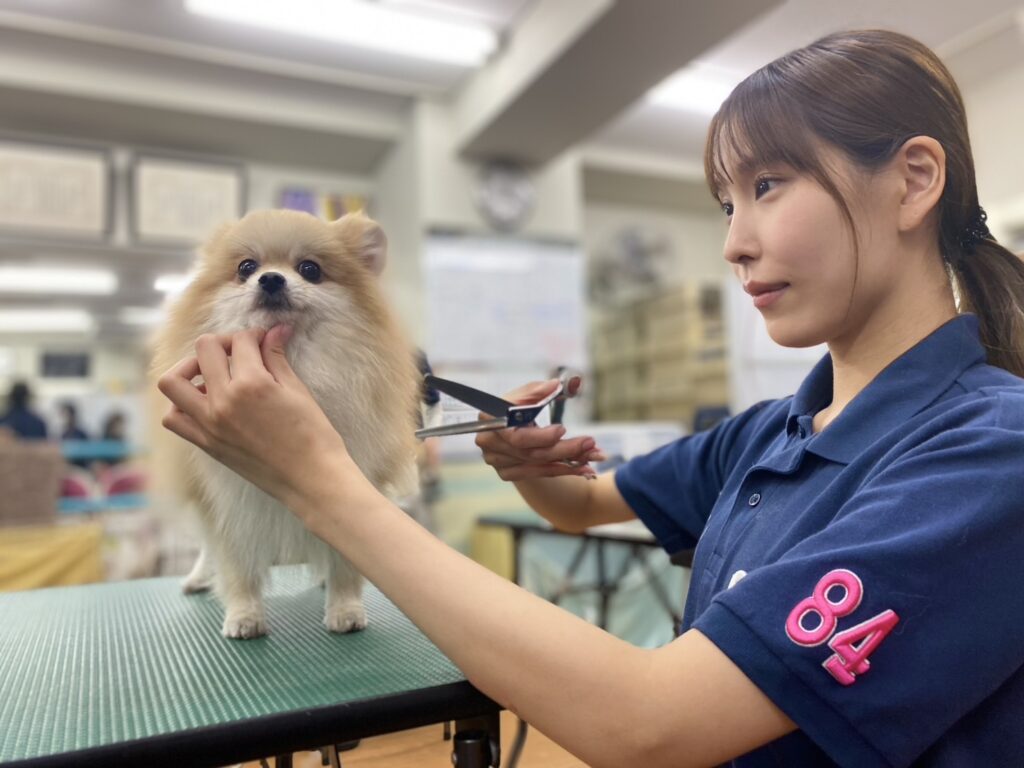 SJDドッググルーミングスクールの実習イメージ